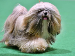 https://www.lhasaapso-ivepet.sk/preview/vyst_859.jpg