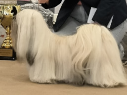 https://www.lhasaapso-ivepet.sk/preview/vyst_860.jpg