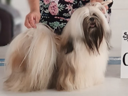 https://www.lhasaapso-ivepet.sk/preview/vyst_861.jpg