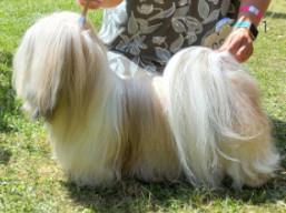 https://www.lhasaapso-ivepet.sk/preview/vyst_862.jpg