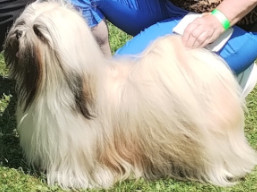 https://www.lhasaapso-ivepet.sk/preview/vyst_863.jpg