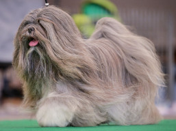https://www.lhasaapso-ivepet.sk/preview/vyst_864.jpg