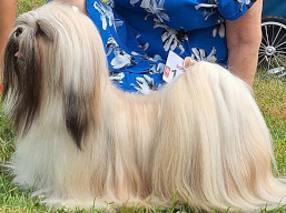 https://www.lhasaapso-ivepet.sk/preview/vyst_865.jpg