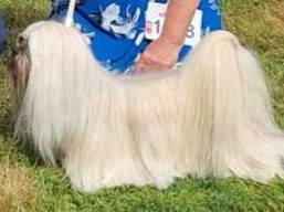 https://www.lhasaapso-ivepet.sk/preview/vyst_866.jpg
