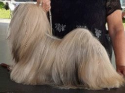 https://www.lhasaapso-ivepet.sk/preview/vyst_867.jpg