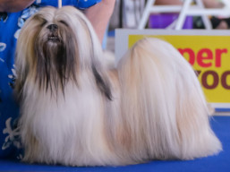 https://www.lhasaapso-ivepet.sk/preview/vyst_868.jpg
