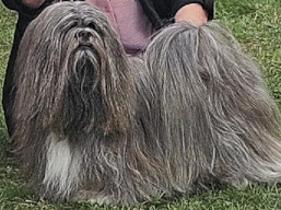 https://www.lhasaapso-ivepet.sk/preview/vyst_870.jpg