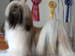 https://www.lhasaapso-ivepet.sk/preview/vyst_871.jpg