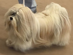 https://www.lhasaapso-ivepet.sk/preview/vyst_872.jpg