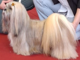 https://www.lhasaapso-ivepet.sk/preview/vyst_873.jpg
