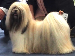 https://www.lhasaapso-ivepet.sk/preview/vyst_874.jpg
