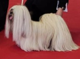 https://www.lhasaapso-ivepet.sk/preview/vyst_875.jpg