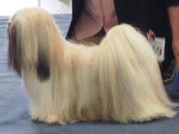 https://www.lhasaapso-ivepet.sk/preview/vyst_876.jpg