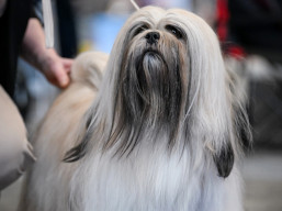 https://www.lhasaapso-ivepet.sk/preview/vyst_877.jpg