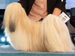 https://www.lhasaapso-ivepet.sk/preview/vyst_879.jpg