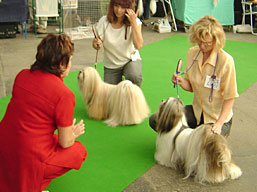 https://www.lhasaapso-ivepet.sk/preview/img_88.jpg