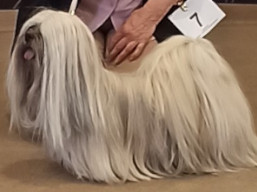 https://www.lhasaapso-ivepet.sk/preview/vyst_880.jpg