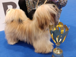 https://www.lhasaapso-ivepet.sk/preview/vyst_881.jpg