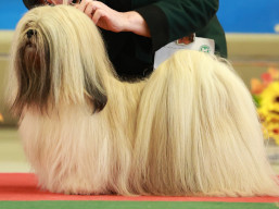 https://www.lhasaapso-ivepet.sk/preview/vyst_882.jpg