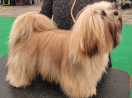 https://www.lhasaapso-ivepet.sk/preview/vyst_883.jpg