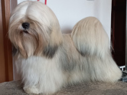 https://www.lhasaapso-ivepet.sk/preview/vyst_884.jpg
