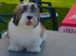 https://www.lhasaapso-ivepet.sk/preview/vyst_885.jpg