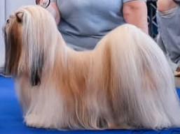 https://www.lhasaapso-ivepet.sk/preview/vyst_886.jpg