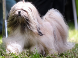 https://www.lhasaapso-ivepet.sk/preview/vyst_887.jpg
