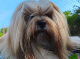 https://www.lhasaapso-ivepet.sk/preview/vyst_888.jpg