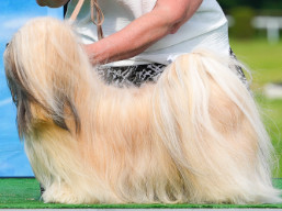 C.I.B. Kokomo SPARKLE, Lhasa Apso