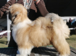 XSERENA Ivepet, Lhasa Apso
