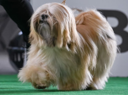 JCH. VINCENT CASSEL Ivepet, Lhasa Apso