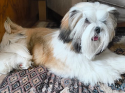 WISDOM TARA Ivepet, Lhasa Apso