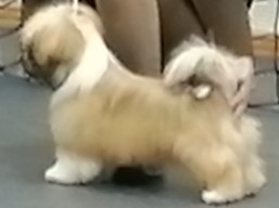 XSERENA  Ivepet, Lhasa Apso