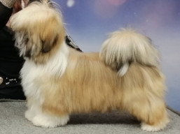 XSERENA Ivepet, Lhasa Apso