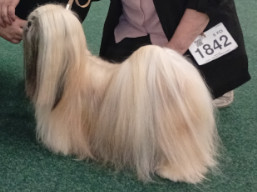 C.I.B. Kokomo SPARKLE, Lhasa Apso