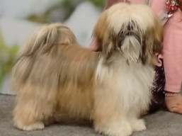 XSERENA Ivepet, Lhasa Apso