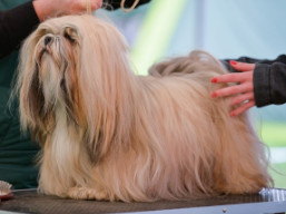 C.I.B. RHIANA Ivepet, Lhasa Apso