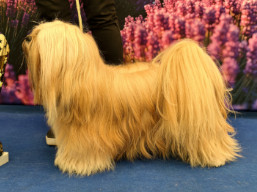 JCH. VINCENT CASSEL Ivepet, Lhasa Apso