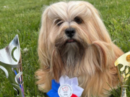 JCH. VINCENT CASSEL Ivepet, Lhasa Apso