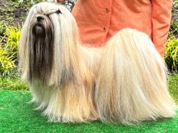 C.I.B. Kokomo SPARKLE, Lhasa Apso