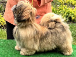 YOGESH YUGAVÍRA Ivepet, Lhasa Apso