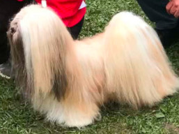 C.I.B. Kokomo SPARKLE, Lhasa Apso