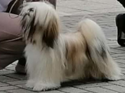 PuppyCH. XSERENA Ivepet, Lhasa Apso