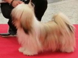 PuppyCH. XSERENA Ivepet, Lhasa Apso