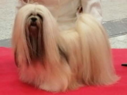 C.I.B. Kokomo SPARKLE, Lhasa Apso