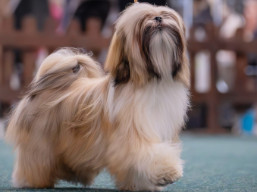 PuppyCH. XSERENA Ivepet, Lhasa Apso