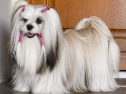 WISDOM TARA Ivepet, Lhasa Apso