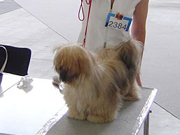 https://www.lhasaapso-ivepet.sk/preview/img_91.jpg