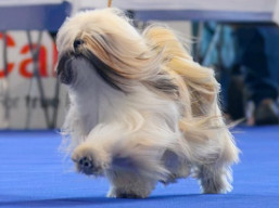 PuppyCH. XSERENA Ivepet, Lhasa Apso